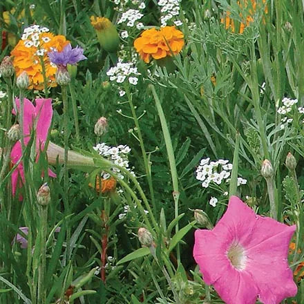 Unwins Annuals Flowers Container Mix