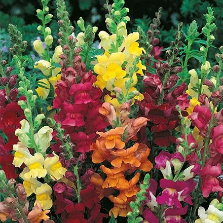 Unwins Antirrhinum Giant Rust Resistant Seeds