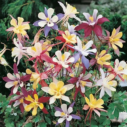 Unwins Aquilegia McKana Long Spurred Hybrids Seeds
