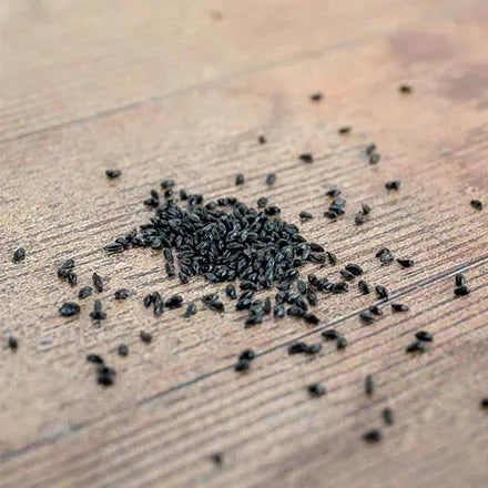 Unwins Aquilegia McKana Long Spurred Hybrids Seeds