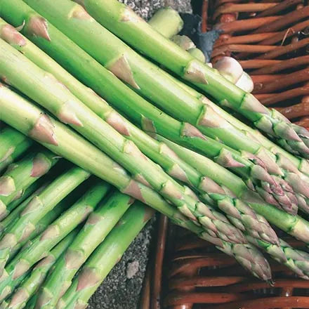 Unwins Asparagus Connover's Colossal Seeds