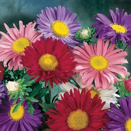 Unwins Aster China Mixed Seeds