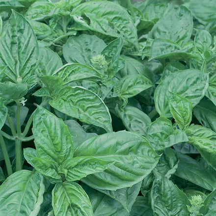 Unwins Basil Italian Seeds