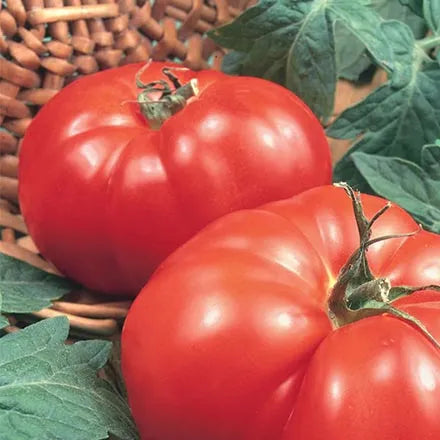 Unwins Beefsteak Tomato Marmande Seeds