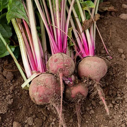 Unwins Beetroot Chioggia Seeds