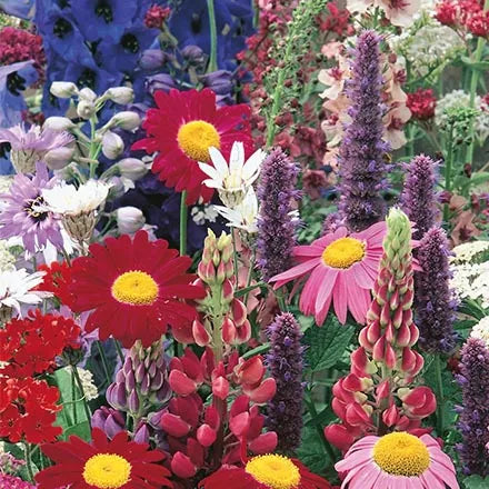 Unwins Border Perennials Classic Seeds
