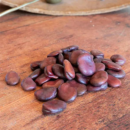 Unwins Broad Bean Aquadulce Claudia Seeds