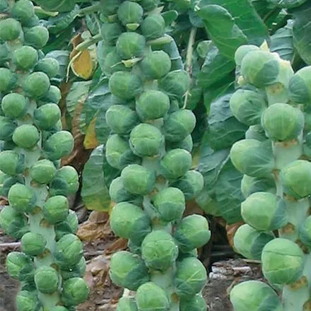Unwins Brussels Sprout Brenden F1 Seeds