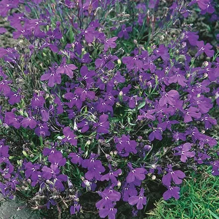 Unwins Bush Lobelia Crystal Palace Seeds