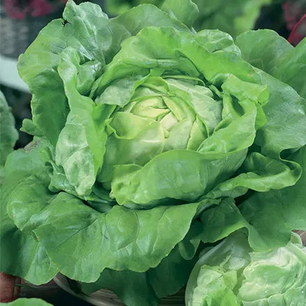 Unwins Butterhead Lettuce All the Year Round Seeds