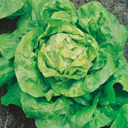 Unwins Butterhead Lettuce Hilde II Seeds