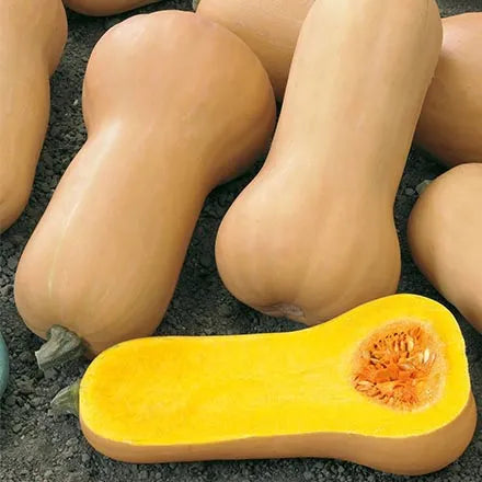 Unwins Butternut Squash Hunter F1 Seeds