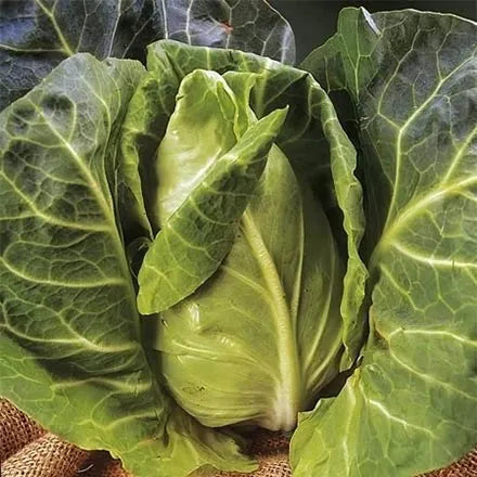 Unwins Cabbage Greyhound Seeds