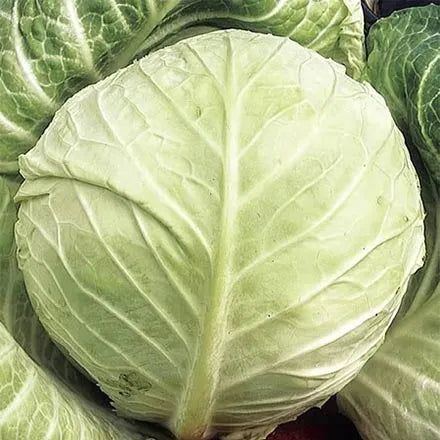 Unwins Cabbage Round Primo