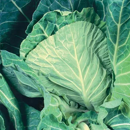Unwins Cabbage Winter Green Seeds