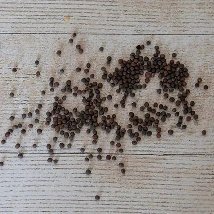 Unwins Cabbage Winter Green Seeds
