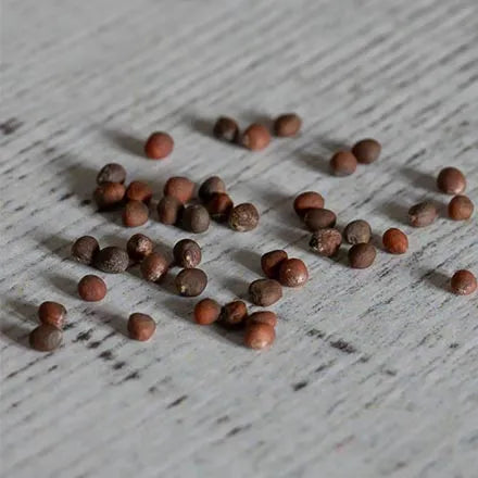 Unwins Calabrese Broccoli Green Magic F1 Seeds