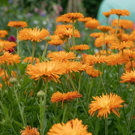 Unwins Calendula Needles And Pins Seeds