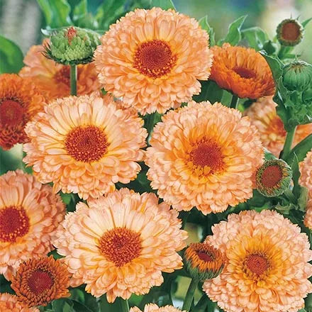 Unwins Calendula Pink Surprise Seeds