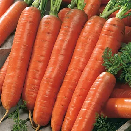 Unwins Carrot Autumn King 2 Seeds