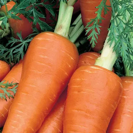 Unwins Carrot Chantenay Red Cored 2 Seeds