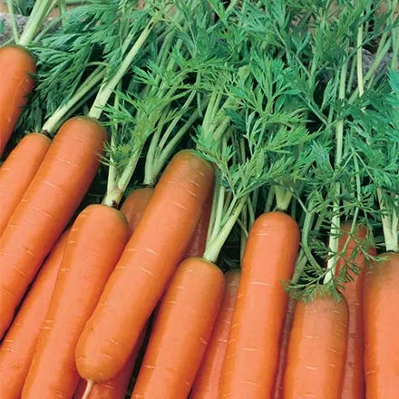 Unwins Carrot Early Scarlet Horn Seeds
