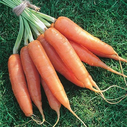Unwins Carrot Resistafly F1 Seeds