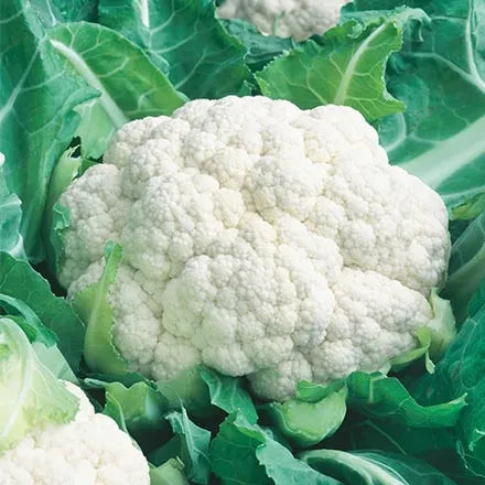 Unwins Cauliflower All The Year Round Seeds