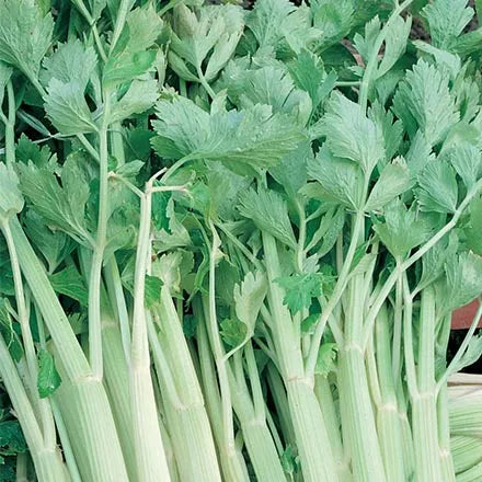 Unwins Celery Golden Self Blanching Seeds