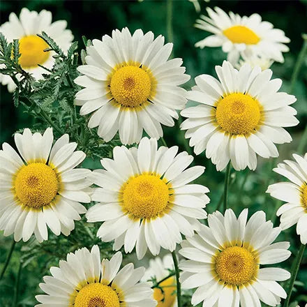 Unwins Chamomile Seeds
