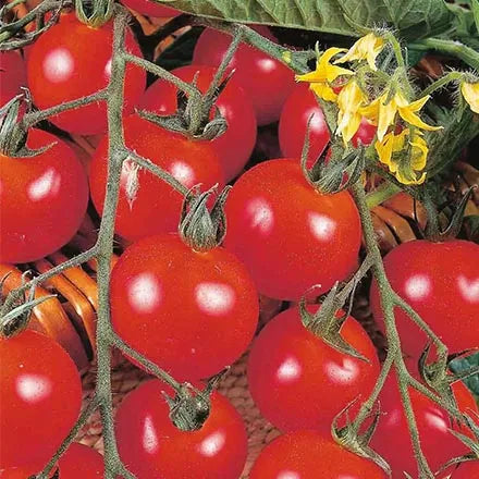 Unwins Cherry Tomato Gardener's Delight Seeds