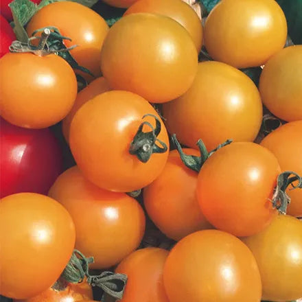 Unwins Cherry Tomato Sungold F1 Seeds