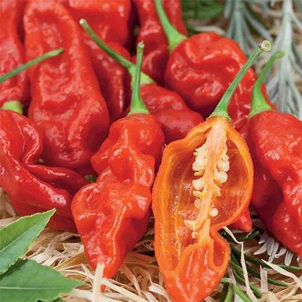 Unwins Chilli Pepper Basket Of Fire F1 Seeds