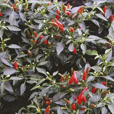 Unwins Chilli Pepper Demon Red Seeds