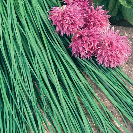 Unwins Chives Fine Leaved Seeds