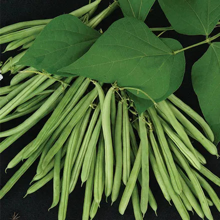 Unwins Climbing French Bean Isabel Seeds