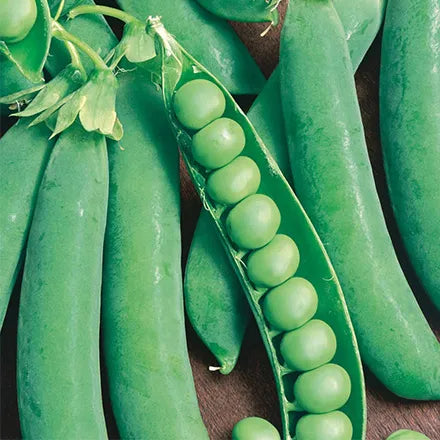 Unwins Climbing Pea Alderman Seeds