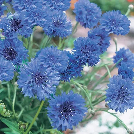 Unwins Cornflower Blue Diadem Seeds