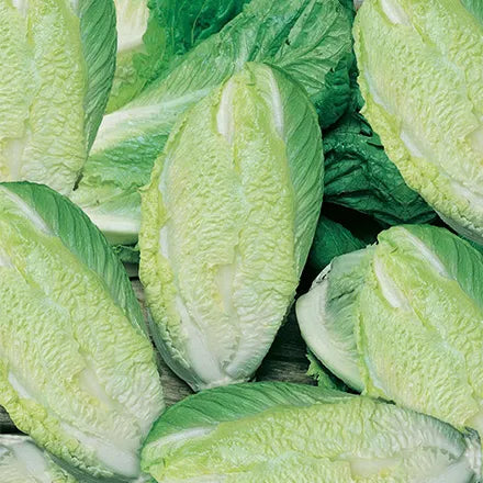Unwins Cos Lettuce Little Gem Seeds