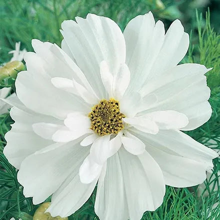 Unwins Cosmos Cosmonaut Seeds