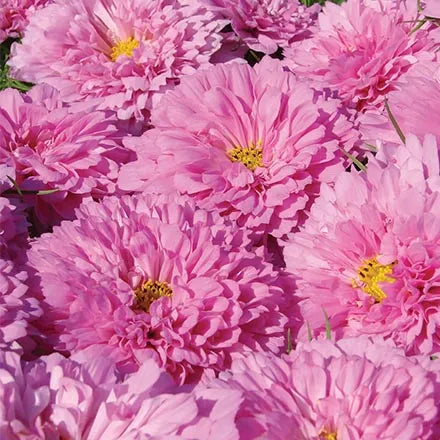Unwins Cosmos Double Click Rose Seeds
