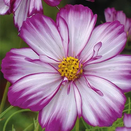 Unwins Cosmos Fizzy Rose Picotee Seeds