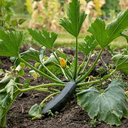 Unwins Courgette Firenze F1 Seeds