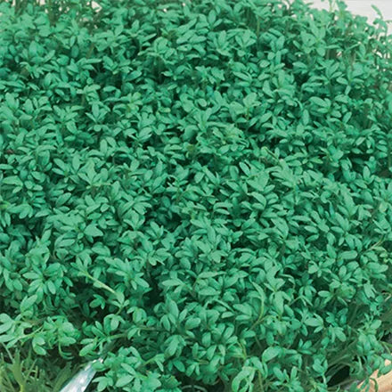 Unwins Cress Extra Curled Seeds