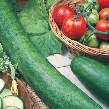 Unwins Cucumber Tasty King F1 Seeds