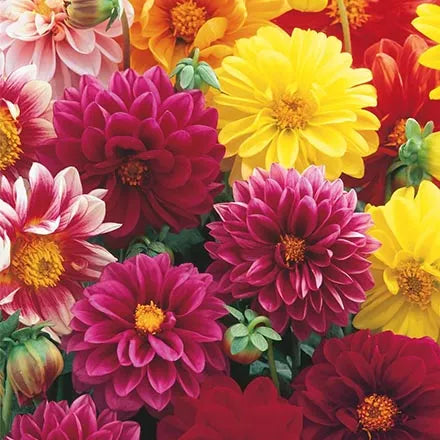 Unwins Dahlia Dwarf Hybrids Seeds