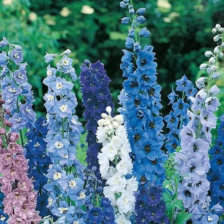 Unwins Delphinium Pacific Giants Seeds