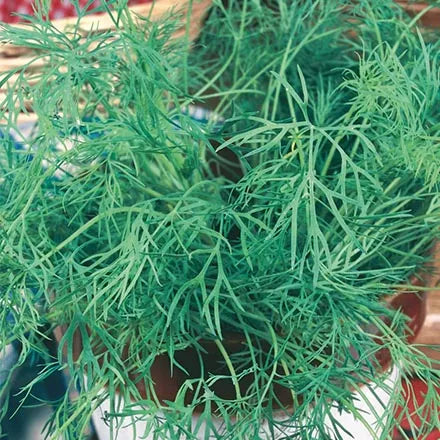 Unwins Dill Seeds