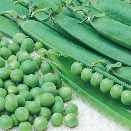 Unwins Early Pea Kelvedon Wonder Seeds