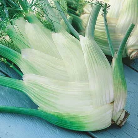 Unwins Fennel Perfection Seeds